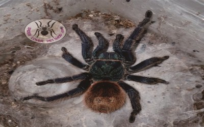 Chromatopelma cyanopubescens /gbb /green bottle blue tarantula female 10 cm
